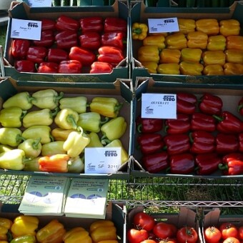 Stoisko Toma Seeds - odmiany hiszpańskiej firmy Fito Semillas