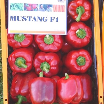 Mustang F1, znana odmiana z firmy Nunhems Poland