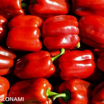 Balta F1 - nowa odmiana papryki z firmy Syngenta Seeds