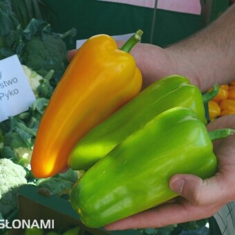 Papryka Pirouet F1 (Syngenta Seeds)