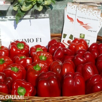 Eskimo F1 - odmiana hodowli Wing Seed, reprezentowanej przez firmę Polger 
