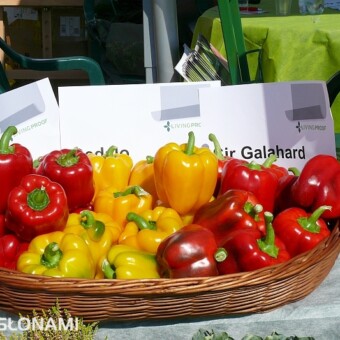 Odmiany z firmy Monsanto