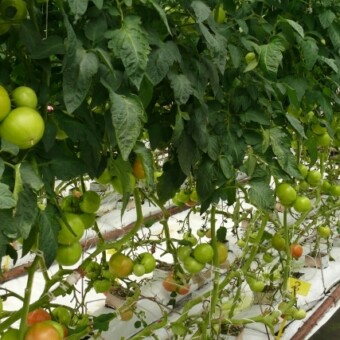 Growdena F1 w doświadczalnej uprawie na podłożu z węgla brunatnego