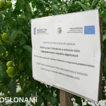 W uprawie pomidora testowane są także polskie szczepy grzyba Trichoderma 