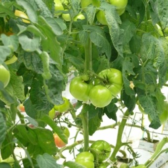 Growdena F1 w uprawie doświadczalnej z wykorzystaniem polskich szczepów Trichoderma