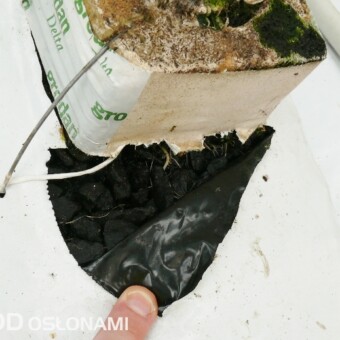 W uprawie testowane jest podłoże z węgla brunatnego o różnym stopniu granulacji