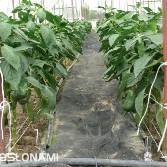 Polskie szczepy Trichoderma testowane są także w tunelowej uprawie papryki 