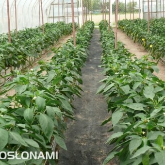 Doświadczalna uprawa papryki