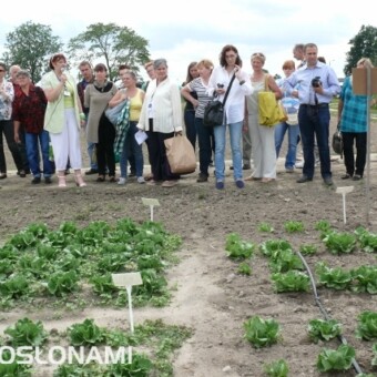 Polskie szczepy Trichoderma badane są także w uprawie sałaty
