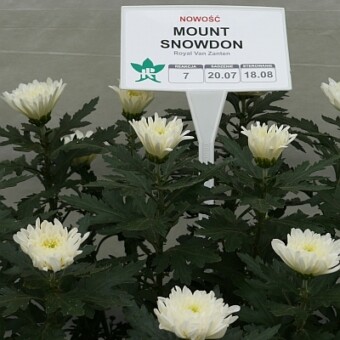 'Mount Snowdon'