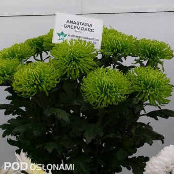 'Anastasia Green Darc'