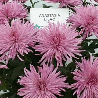 ' Anastasia Lilac'
