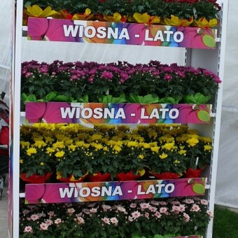 Przykładowy sposób promocji sprzedaży chryzantem - roślin nie tylko na jesień