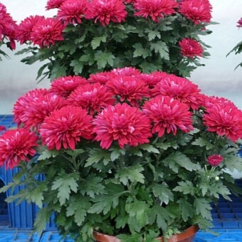 'Chrystal Aubergine'