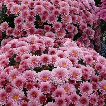 'Nakato Pink'