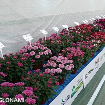 Ekspozycja odmian o różowych, karminowych i fioletowych kwiatach