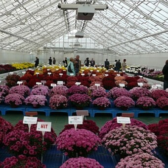 Ekspozycja odmian różowych i karminowych, fot. 1-10 AW