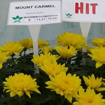 'Mount Carmel'
