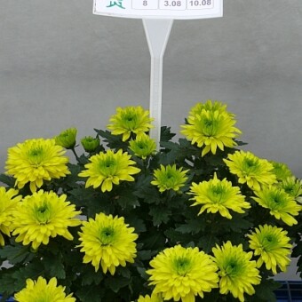 Ciekawa propozycja z firmy Royal Van Zanten, pod numerem hodowlanym