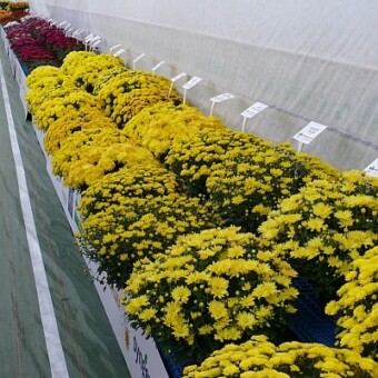 Ekspozycja odmian żółtokwiatowych