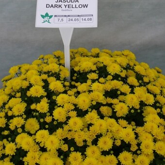 'Jasoda Dark Yellow'