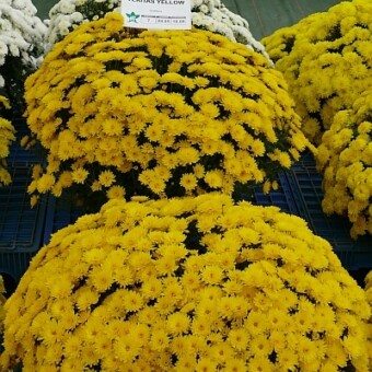 'Veritas Yellow', fot. 1-11 AW