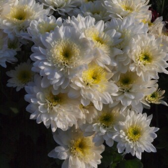 Zidane, fot. 1-9 A. Cecot