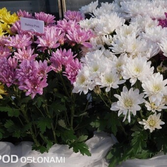 Baltica Pink (różowa z lewej) i Baltica