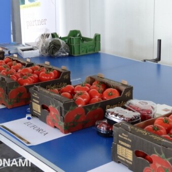 Ekspozycja odmian w czasie Dnia Pomidora w gospodarstwie A.A. Koconiów