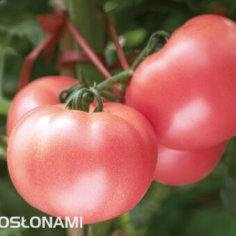 Manqili F1, fot. Syngenta