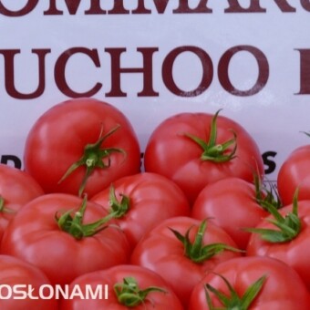 Tomimaru Muchoo F1, fot. AW