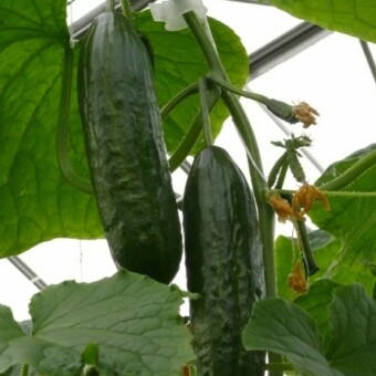 Media RZ F1, fot. 1- 11 A. Wize