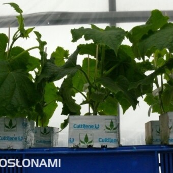 Rozsada z Gospodarstwa Ogrodniczego T. Mularski