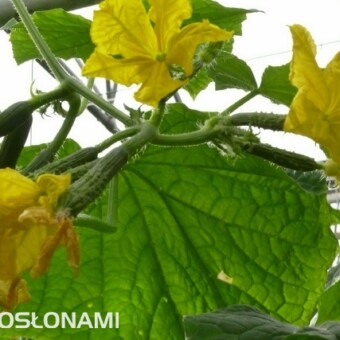 Rośliny intensywnie kwitły i zawiązywały owoce