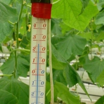 Ogórki wymagają utrzymywania wysokiej temperatury