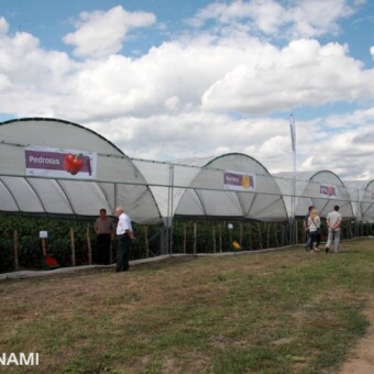 W gospodarstwie państwa Małków papryka uprawiana jest m.in. w zblokowanym tunelu z firmy Haygrove