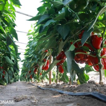 Sanquine F1, fot. 1-9 M. Pdymniak