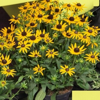 Rudbekia błyskotliwa (Rudbeckia fulgida) 'Little Goldstar' - nagroda prasy w kategorii "Rośliny"