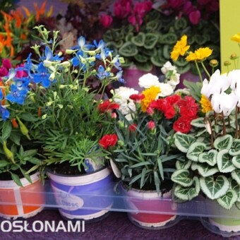 Zestaw markowy autorstwa firmy Volmary - nagroda prasy w kategorii "Koncepcje Sprzedaży"