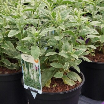 Veronica latifolia 'Charlotte'