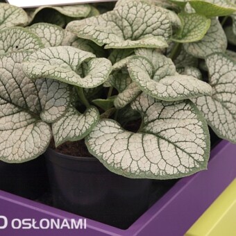 Brunnera macrophylla 'Sea Heart'