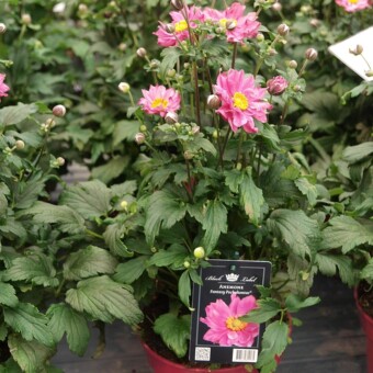 Anemone x hybrida 'Pocahontas' Fantasy