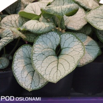 Brunnera macrophylla 'Silver Heart'