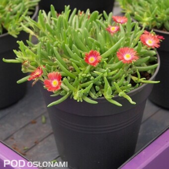 Delosperma cooperi 'Jewel of Desert Garnet'