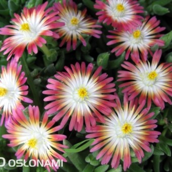 Delosperma cooperi 'Jewel of Desert Ruby', fot. Plantarium
