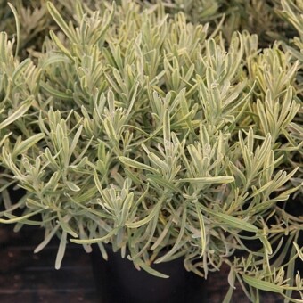 Lavandula x intermedia 'Momparler' Platinum Blonde