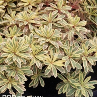 Euphorbia amygdaloides 'Frosted Flame' - latem