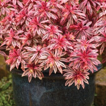 Euphorbia amygdaloides 'Frosted Flame' - jesienią, fot. Plantarium