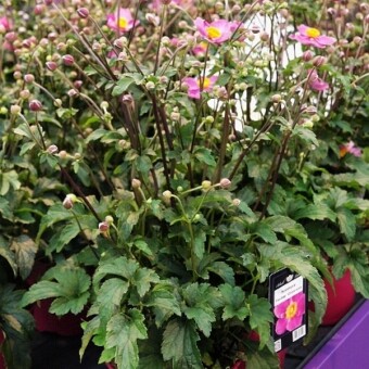 Zawilec mieszańcowy 'Cinderella' Fantasy