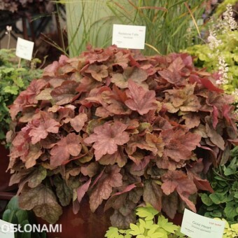 Heucherella ‘Redstone Falls’ (fot. A. Cecot)